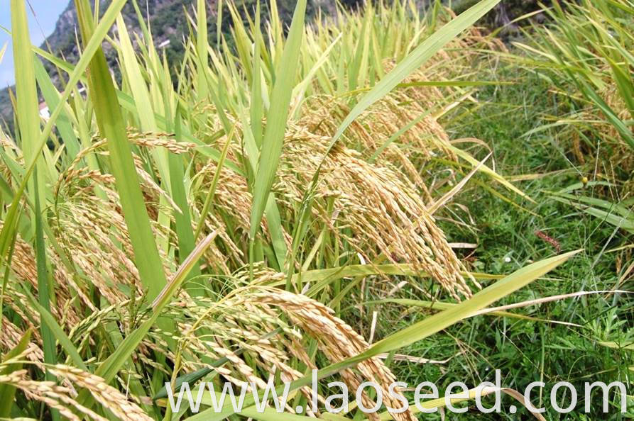 rice seed